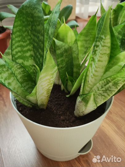 Сансевиерия ханни 