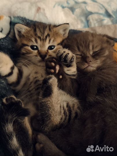 Шотландские котята
