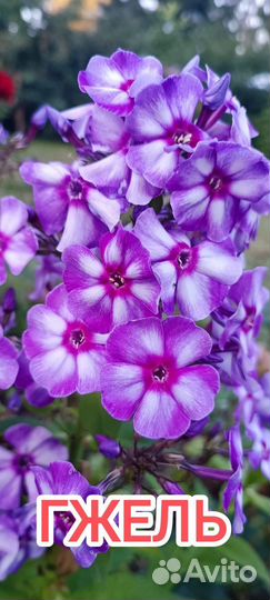 Флоксы сортовые