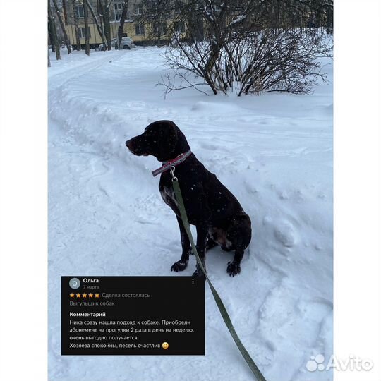 Выгул собак