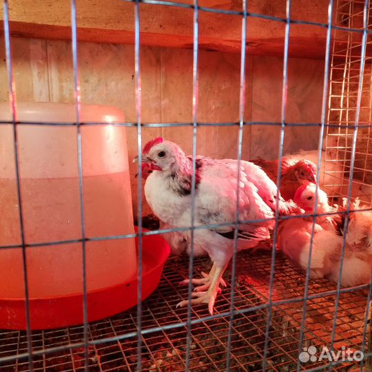 Цыплята подрощенные (петрушки)