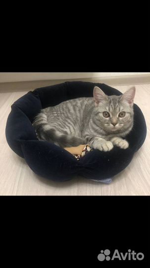 Лежанка для кошек