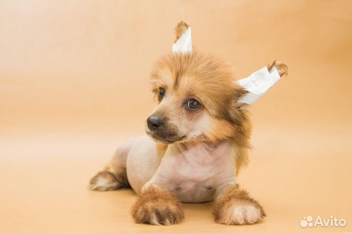 Китайская хохлатая щенки