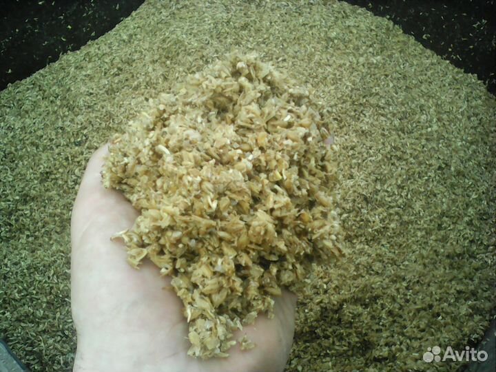 Пивная дробина бесплатно