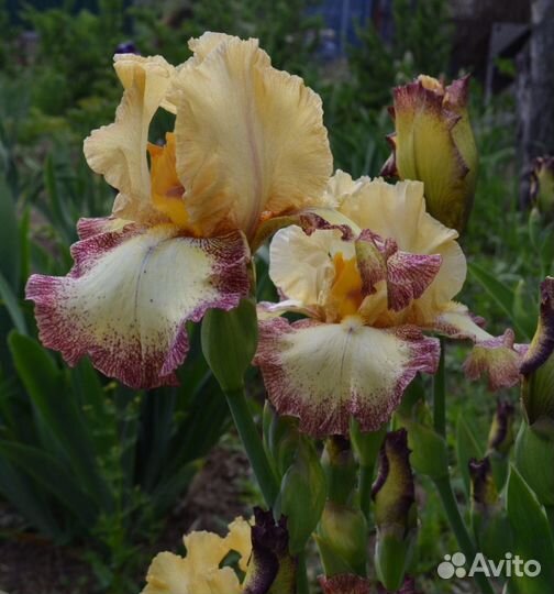 Ирисы бородатые садовые