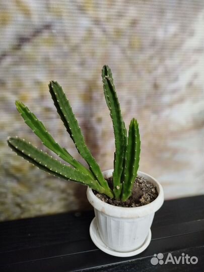 Комнатные цветы растения