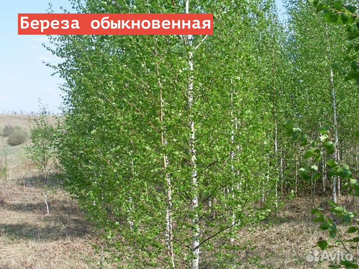 Береза обыкновенная /о/с 6-8 200-300
