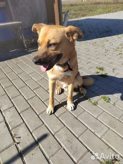 Собака потеряшка