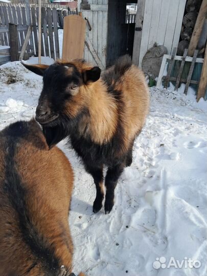 Вязка козел(чех)