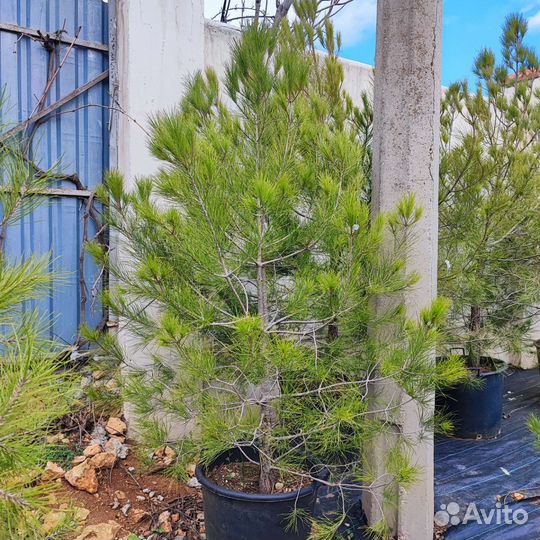 Сосна крупномер
