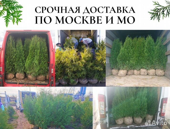 Туя в ассортименте:Смарагд,Брабант,Колумна