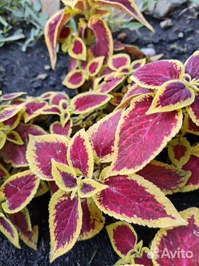 Колеусы вегетативные