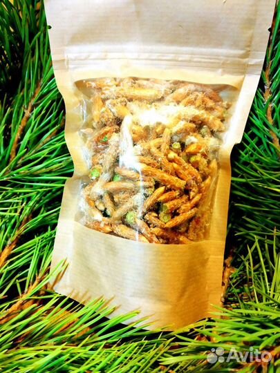 Почки сосны