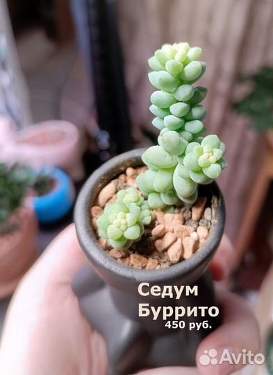 Суккуленты в керамике, красивые на подарок