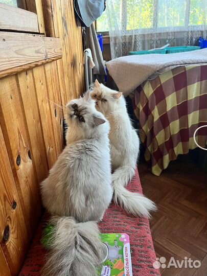 Девочка конфетка