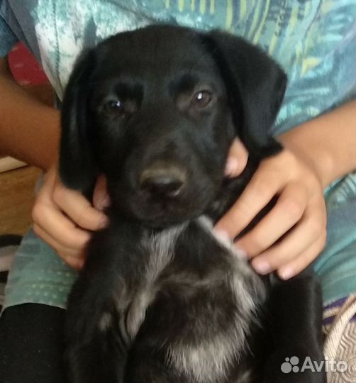 Щенок в добрые руки