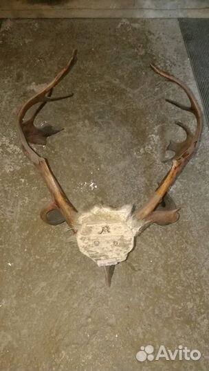 Рога Оленя на стену