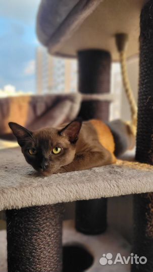 Бурманский котик