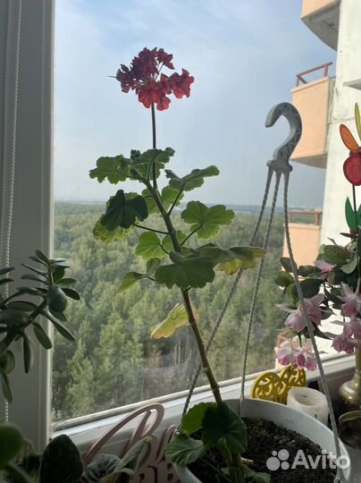 Цветы отдаю