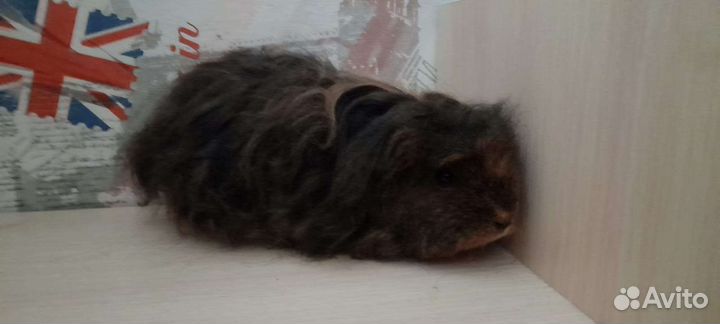 Морская свинка Красавец Тексель