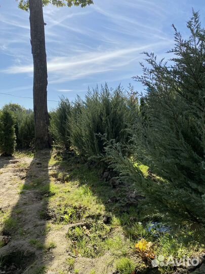 Можжевельник Блю Эроу из питомника 3,05 метра