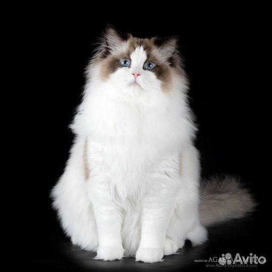 Котята рэгдолл Seal Bicolor