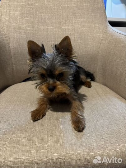 Йоркширский терьер щенок