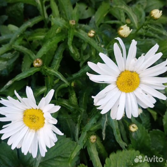 Садовые растения