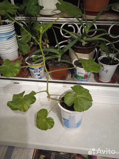 Пеларгония герань плющелистая