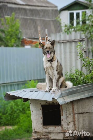 Собака в добрые руки отдам бесплатно