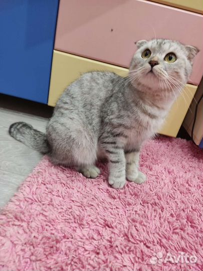 Шотландская вислоухая шиншилла бесплатно