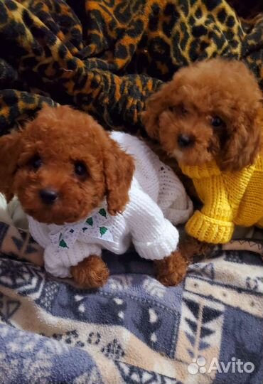 Той пудель. Девочки и мальчишки