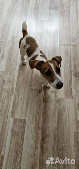 Джек рассел терьер