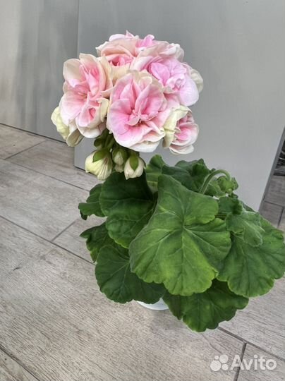 Пеларгония герань MD-Somnul Dulce