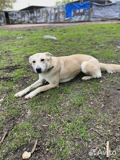 Спасите собачку из приюта