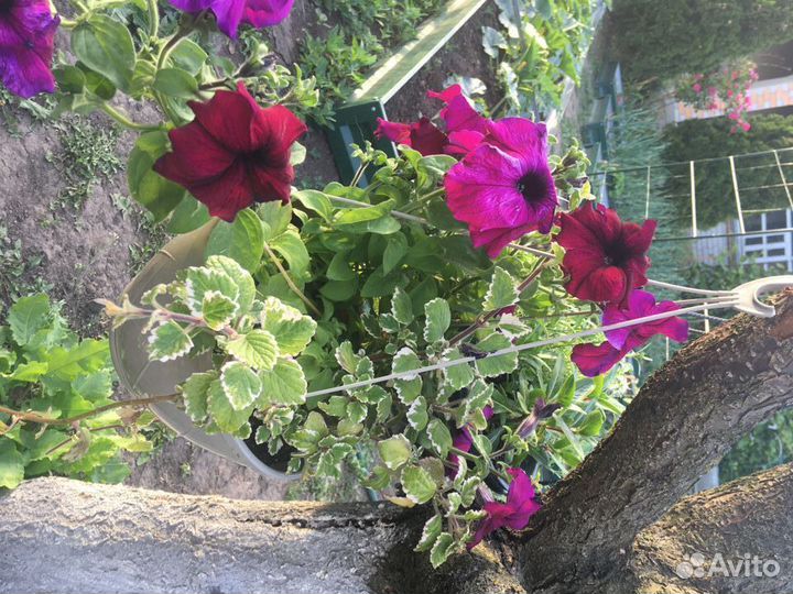 Плектрантус (домашняя мята)