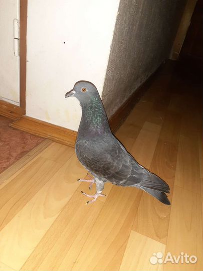 Голубь