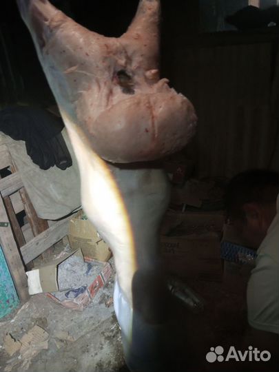 Мясо баранина