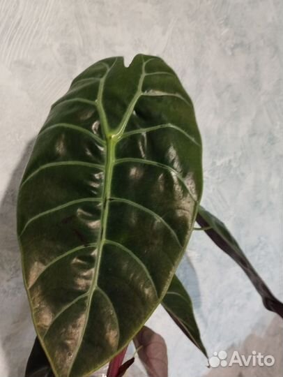 Алоказия Седени клубни