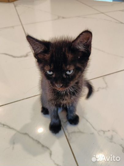 Котята отдам в добрые руки бесплатно