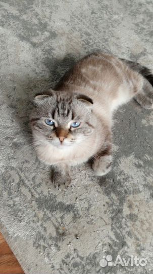 Отдам кота в добрые руки