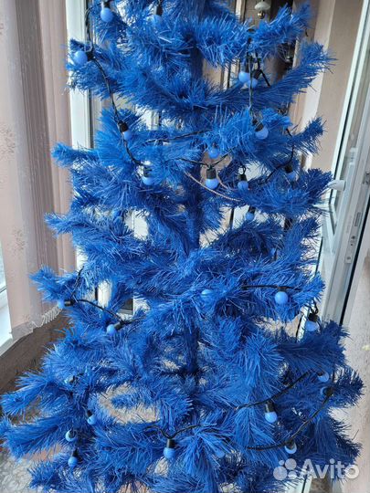 Ель голубая