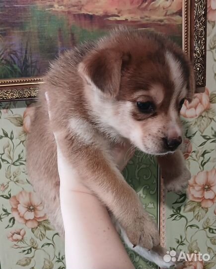 Щенки дворняжки