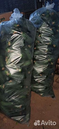 Огурцы свежие домашние