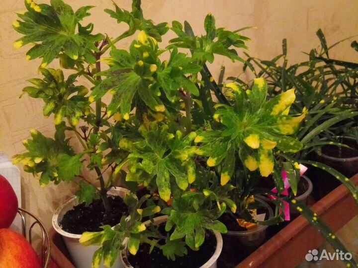 Колеусы вегетативные черенки