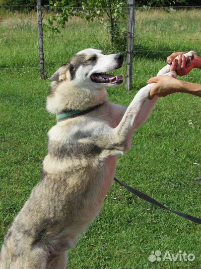 Отдам Хаски