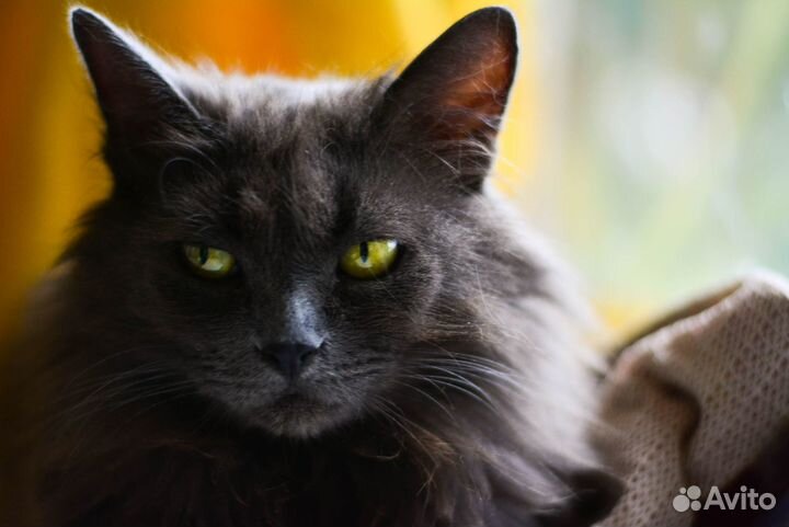 Ищет дом добрая кошечка