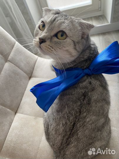 Шотландская кошка