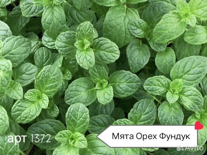 Мята с фруктовым ароматом