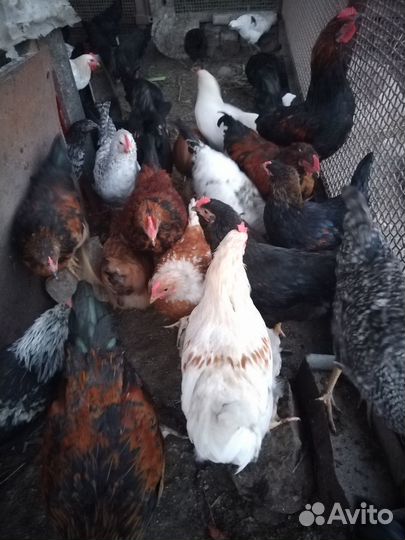 Куры молодки несушки
